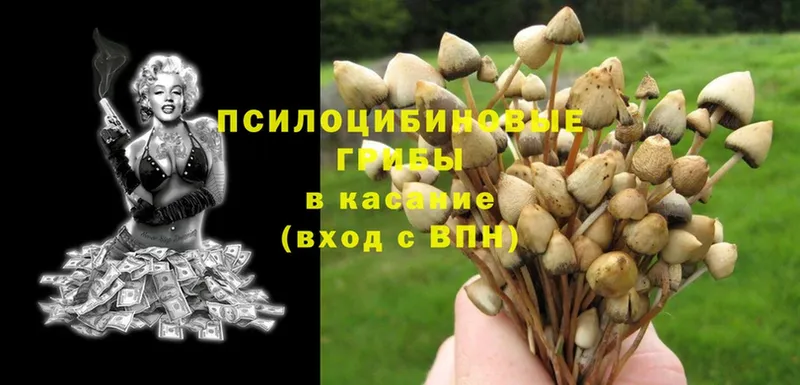 mega tor  Жуковка  Галлюциногенные грибы MAGIC MUSHROOMS 